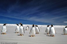 Eselspinguin (96 von 97).jpg